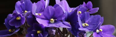 Mini African Violet Seeds for Indoor & Outdoor Planting - Easy to Grow