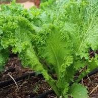 Heirloom Mustard Vegetable Seeds for Planting