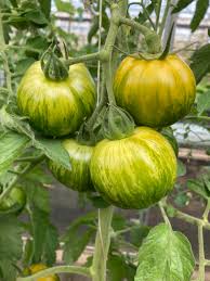 Tomate Cebra Seeds for Home Gardening