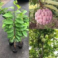 Red Custard Apple Tree Seeds for Planting Grow Your Own Delicious Fruit