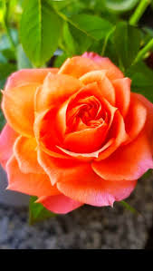Dark Orange Rose Seeds for Planting Vibrant Garden Blooms