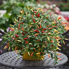 Mixed Chili Vegetable Planting Seeds