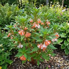 Orange White Balsam Flower Seeds for Planting – Heirloom NonGMO Organic Garden Seeds High Germination Sale