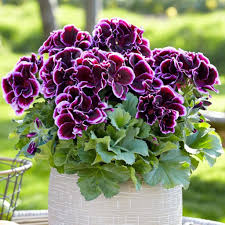Violet Brown Geranium Flower Seeds for Planting Premium Quality Heirloom & GMO Free Seeds for Home Garden
Sale