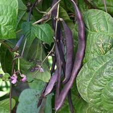 Purple Bean Vegetable Seeds for Planting