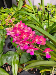 Purple Ascocentrum Ampullaceum Flower Seeds for Planting