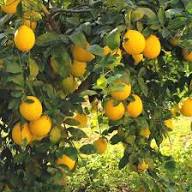 Yellow Citrus Lemon Tree Seeds for Planting - Grow Fresh Lemons at Home