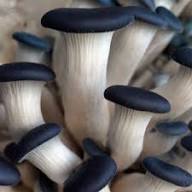 Oyster Mushroom Seeds for Easy Planting