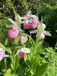 Lady's Slipper Flower Seeds for Planting Premium Quality Perennial Seeds