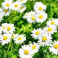 White Perennial Flower Seeds for Easy Planting
