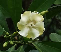 Voacanga Flower Seeds: Enchanting Blooms for Garden Enthusiasts Plant with Joy!