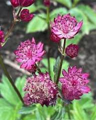 Astrantia Masterwort Purple Planting Seeds