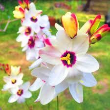 Elegant White Sparaxis Tricolor Flower Planting Seed for Stunning Floral Displays in Your Garden
