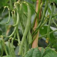 Green Appaloosa Bean Vegetable Seeds for Planting