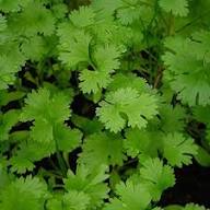 Green Coriander Seeds for Vegetable Planting