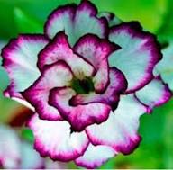 White Purple Adenium Obesum Seeds for Planting