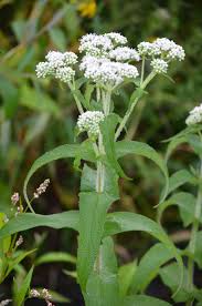 White Eupatorium Perfoliatum Planting Seeds