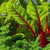 Rainbow Chard Vegetable Seeds for Easy Planting