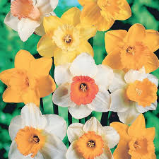 Mixed Daffodils Flower Seeds for Planting Colorful Display Heirloom & GMO Free Seeds for Home Garden
Sale
