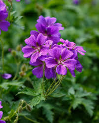 Violet Climbing Geranium Seeds for Planting Enhance Your Garden