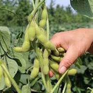 Green Soybean Vegetable Seeds Perfect for Home Planting
