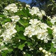 White English Hawthorn Seeds for Planting