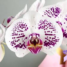 White Violet Phalaenopsis Orchid Seeds for Planting
