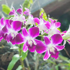 Butterfly Orchids White Violet Flower seeds for Planting - Fragrant Blossoms, Heirloom & GMO Free Seeds for Home Garden