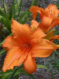 Hemerocallis Orange Seeds Easy Planting for Stunning Blooms