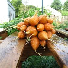 Premium Parisian Carrot Seeds Ideal for Planting