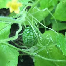 Cucumber Vegetable Seeds Planting Instructions
