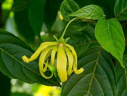 Odorata Flower seeds for Planting - Cut Flower Favorite, Heirloom & GMO Free Seeds for Home Garden Sale