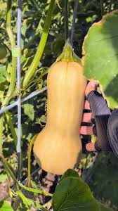 Yellow Butternut Vegetable Seeds Planting