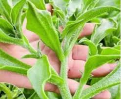 Green Iceplant Seeds for Planting - Vegetable Seeds