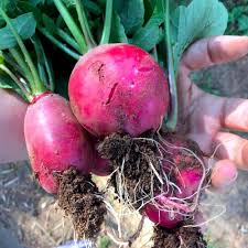 Red Mammoth Beet Vegetable Seeds for Easy Planting