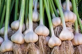 Planting Guide for White Garlic Seeds for Planting, Premium Seeds | Heirloom Non-GMO - Evergrowseeds