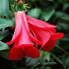 Lapageria Flower Seeds Planting Guide