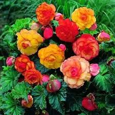 Begonia Flower Seeds - Easy Planting for Stunning Blooms