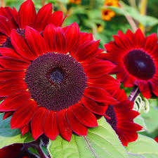 Red Mini Sunflower Seeds for Garden Planting