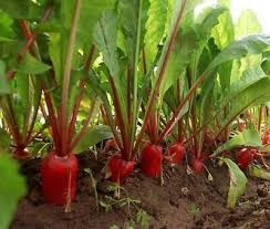 Red Mammoth Beet Vegetable Seeds for Easy Planting