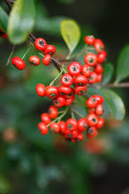 Red Pyracantha Fortuneana Seeds for Planting Vibrant Berries, Easy-Growing Shrub Heirloom Non-GMO Seeds