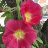 Malvarosa Flower seeds for Planting - Vibrant Colors, Heirloom & GMO Free Seeds for Home Garden