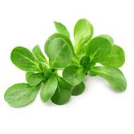 Lamb's Lettuce Vegetable Seeds Planting Made Simple