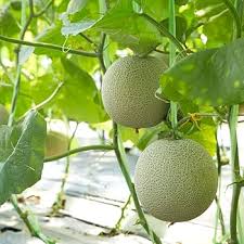 Cantaloupe Seeds for Planting: Cream Variety