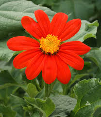 Red Tithonia Rotundifolia Flower seeds for Planting - Premium Quality, Heirloom & GMO Free Seeds for Home Garden
