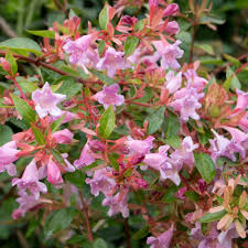 Lavender Abelia Flower Seeds for Planting , Premium Garden Seeds