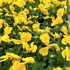Yellow Pansy Flower Seeds for Planting Vibrant Colors Heirloom & GMO Free Seeds for Home Garden
Sale