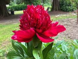 Peony "First Red" Seeds