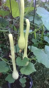 Trombocino Vegetable Seeds for Easy Planting