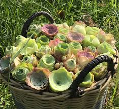 Green Aeonium Greenovia Seeds for Easy Planting